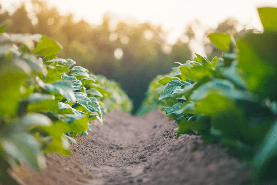 Cultivo agrícola